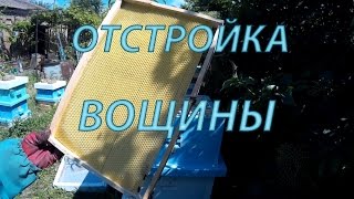 пчеловодство  отстройка вощины