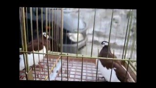 Конкурс,Ржевский ленточный турман.Ярмарка птицы.