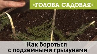Голова садовая - Как бороться с подземными грызунами