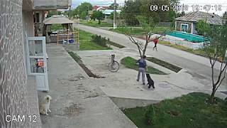 Dog abused in Tulcea