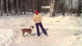 Pitbull training. HotSpice from Pit Real kennel | Дрессировка питбуля ХотСпайс из Пит Реал)