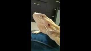 Bearded Dragon eating pinky mouse for the first time! (extended version)