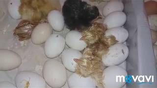 Вывод цыплят в инкубаторе / Цыплята в инкубаторе / вылупление цыплят / chicken incubation