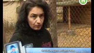 Инфошок: видео про приют Сириус ч.2