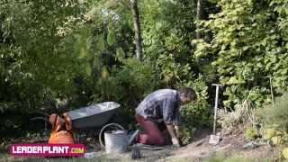 Comment planter un arbuste ?
