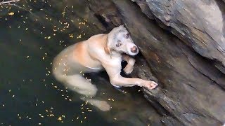 ?ВИДЕО ДО СЛЁЗ? СПАСЕНИЯ ЖИВОТНЫХ