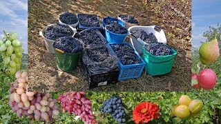 Уборка винограда для домашнего вина