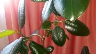 ФИКУС Каучуконосный Уход  в домашних условиях - личный опыт!/ Фикусы мама и дочка.