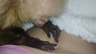 Monkey discovers his Humans bellybutton