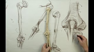 ANATOMY FOR ARTISTS: The Upper Arm BONES
