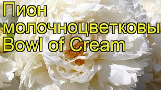 Пион молочноцветковый Боул оф Крим. Краткий обзор, описание paeonia lactiflora Bowl of Cream