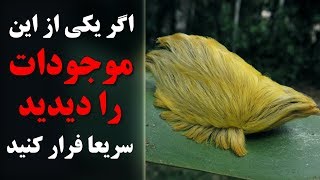 اگر یکی از این موجودات را دیدید سریعا فرار کرده و کمک خبر کنید - کابل پلس | Kabul Plus