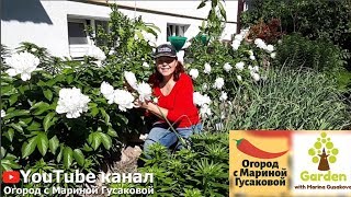 ТОМАТЫ и ПЕРЕЦ окучиваем. КАРТОШКА зацвела. КЛУБНИКУ собираем. ОБЗОР сада и огорода на 26 мая