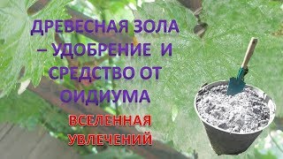ЗОЛА СУПЕР СРЕДСТВО ДЛЯ ВИНОГРАДА КАК УДОБРЕНИЕ ТАК И СРЕДСТВО ОТ ОИДИУМА .vselennaya uvlesheniy