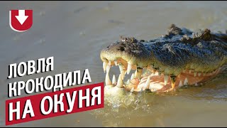 Ловили окуня, а поймали крокодила. Забавная рыбалка из Австралии