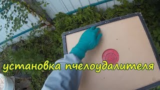пчеловодство, установка пчелоудалителя (записки новичка)