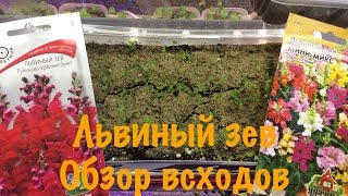 ЛЬВИНЫЙ ЗЕВ. ОБЗОР ВСХОДОВ.