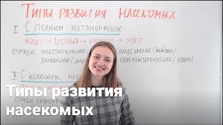 Типы развития насекомых