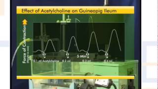 Drug Response Curve (DRC) of Acetylcholine