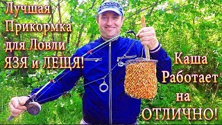 Лучшая ПРИКОРМКА для Ловли НА КОЛЬЦО! Секрет её Приготовления!