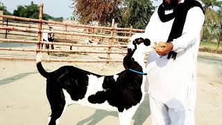 Most beautiful beetal bakri for sale contact 03312216262Whatsapعطاءاللہگوٹفارم10.12.2019
