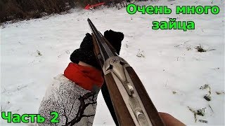 Отличная охота на зайца. ОЧЕНЬ МНОГО ЗАЙЦА. Часть вторая/ 2019