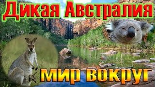 Дикая природа Австралии. Документальный фильм.