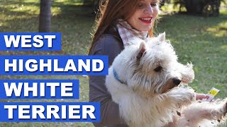 West Highland White Terrier - Quatro Patas com Juzão!