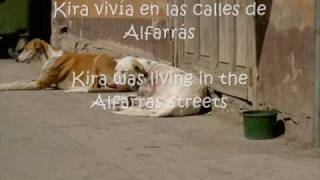 Mis galgos de acogida (1ª parte)