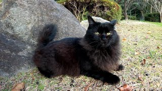 モフられる仲間猫を見て、警戒を解く長毛黒猫