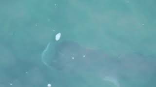 今日もチヌ（黒鯛）が泳ぐ。夏場には群れで多数のチヌが見える和歌山南紀。7月26日金曜日