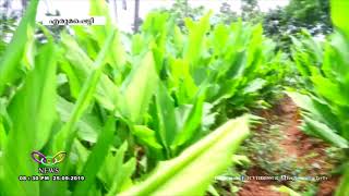 മഞ്ഞൾ കൃഷിയിൽ വിപ്ലവം  | TCV Erumapetty