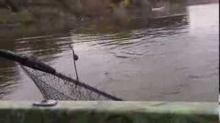 Карпфишинг на р.Мангут, база "Клевый берег"