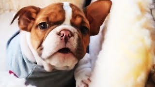 Rescue The Mess Paralyzed Bulldog Love Talking