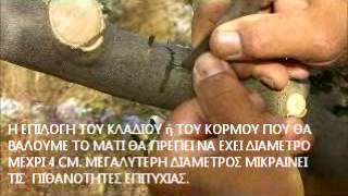 ΜΠΟΛΙΑΣΜΑ ΜΕ ΜΑΤΙ ΕΛΙΑΣ - ΠΑΝΩ ΣΕ ΑΓΡΙΕΛΙΑ-  ΣΑΜΟΣ
