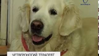 Проект «Четвероногий терапевт» реализуют в Белгороде