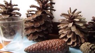 Природа. Удивительные хвойные деревья в Израиле. Огромные шишки сосны