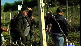 IPSSA Livatino, al via la potatura della vite. -- TRC -- Tele Radio Canicattì.