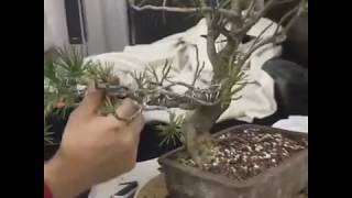 Bonsai pinus nigra-bonsai wiring