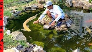 CATCHING LOST AROWANA FISH!