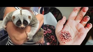 ТОП 5 МИЛЫХ НО СМЕРТЕЛЬНО ОПАСНЫХ ЖИВОТНЫХ МИРА - HD  название фото И ВИДЕО  - ANIMAL TOP