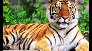 Тигры-людоеды Документальный фильм.Tiger maneater