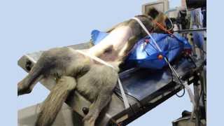 Laparoscopic Gastropexy for large breed dogs