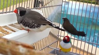AVES - La mejor alimentación para finches, diamantes e isabelitas