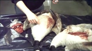 How To Clean A Canada Goose Tutorial