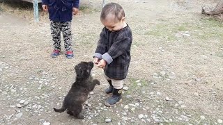 Собаки и дети, лучшие друзья. Dogs and Baby, the best video