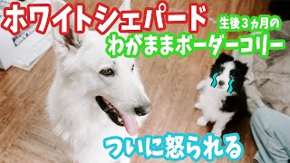 ついに叱られた生後３か月のボーダーコリーと機嫌をとるホワイトシェパード