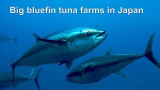 Тунцовые фермы в Японии /  Japan Blue Fin Tuna Farm