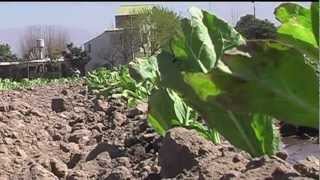 Eradicating Child Labour in Argentina's Tobacco Regions