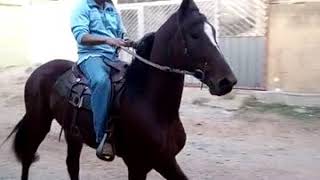 Vendo lindo potro marchador grande porte 3 anos e meio castrado cel 11 947152719